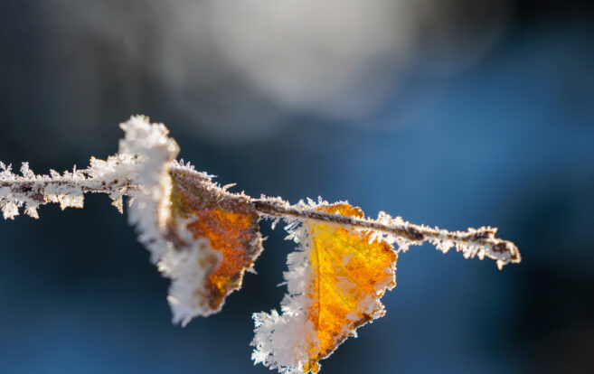 Skattþrep árið 2026