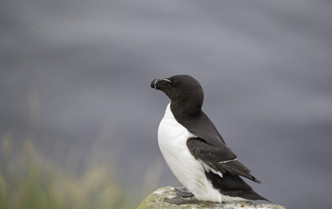 Erlend hlutabréf hækka ….